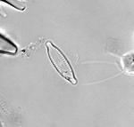 Cymbella microcephala.jpg